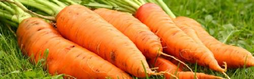 Устойчивая морковь к морковной мухе. Топ-5 сортов моркови, устойчивых к морковной мухе и хранению