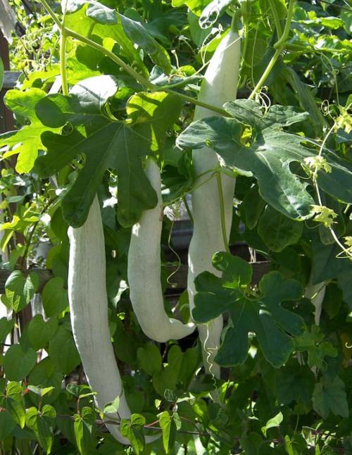 Когда убирать декоративную тыкву. Когда снимать декоративные тыквы? 04