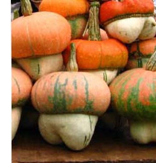 Когда убирать декоративную тыкву. Когда снимать декоративные тыквы? 02