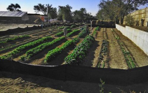 Грядки своими руками не, как у всех интересные идеи. Как создать грядки своими руками не, как у всех: интересные идеи готовых вариантов