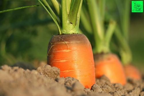 Как вырастить крупную морковь. Морковь - культура достаточно капризная, в особенности, что касается грунта.