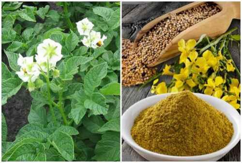 Адская смесь против болезней и вредителей в саду и огороде рецепт. Народные рецепты против насекомых — вредителей растений