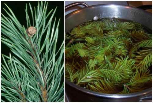 Адская смесь против болезней и вредителей в саду и огороде рецепт. Народные рецепты против насекомых — вредителей растений