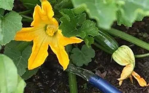 Ярко желтые пятна на листьях огурцов. Причины пожелтения серединных и верхних  листьев у огурцов