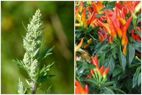 Адская смесь против болезней и вредителей в саду и огороде рецепт. Народные рецепты против насекомых — вредителей растений