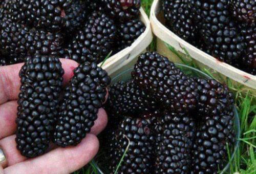 Шелковица в сибири выращивание уход. Уход в саду 03