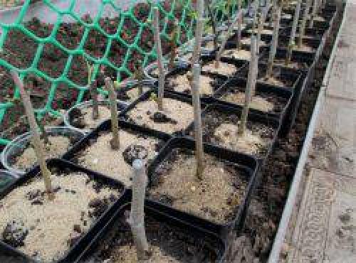 Шелковица в сибири выращивание уход. Уход в саду 05