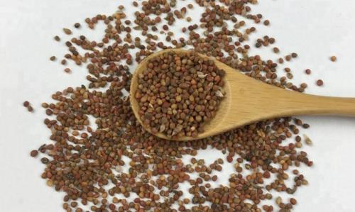 Шелковица выращивание. Правила посадки семенами и пересадка в грунт