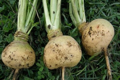 Боится ли редька заморозков осенью. Когда убирать черную, белую, красную редьку