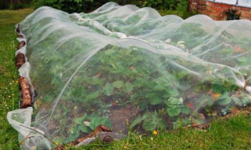Укрывной материал для клубники от птиц. Укрывной материал от птиц