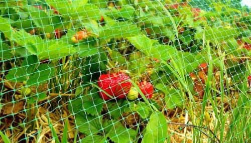 Укрывной материал для клубники от птиц. Укрывной материал от птиц