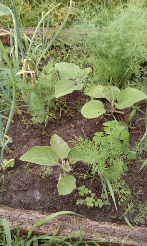 Как освоить целину без перекопки. Разработка целины без перекопки 09