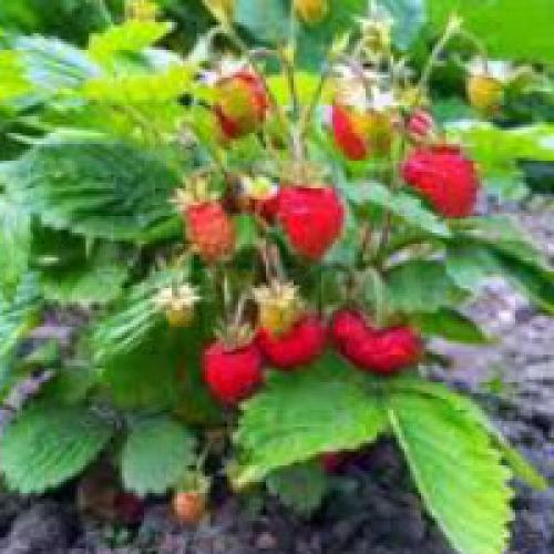 Как поливать клубнику под укрывным материалом