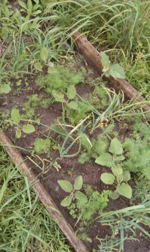 Как освоить целину без перекопки. Разработка целины без перекопки 08