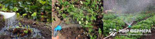 Посадка клубники в августе под укрывной материал. Посадка клубники под укрывной материал 02