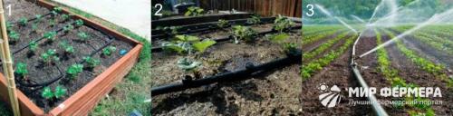 Посадка клубники в августе под укрывной материал. Посадка клубники под укрывной материал 03