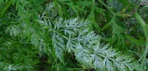 Морковь пошла в цвет, что делать. Морковь и ее болезни и борьба с ними