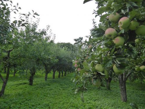 Посадка на холм. Форум » Плодовые культуры » Кто сажал яблони или вишни по методу Чугуева,т.е. на холмик,поделитесь результатами! 05