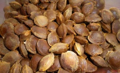 Посадка абрикоса на холмик. Весенняя посадка