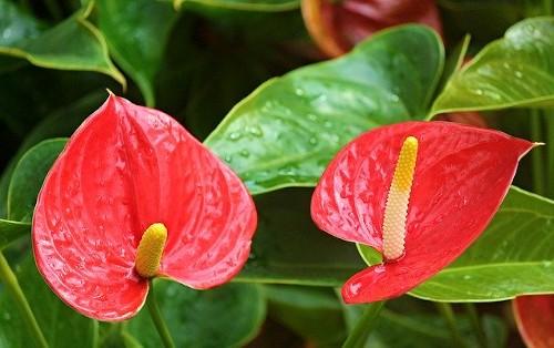 Теплолюбивые растения названия. 7 самых теплолюбивых комнатных растений