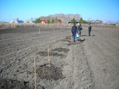 Посадка абрикоса на холмик. Весенняя посадка