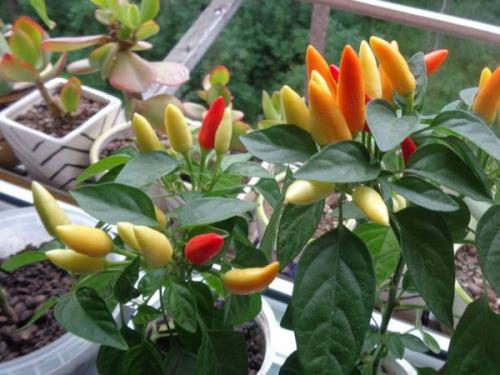 Боится ли морковь мороза. Овощи и осенние заморозки 12