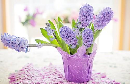 Теплолюбивые растения названия. 7 самых теплолюбивых комнатных растений