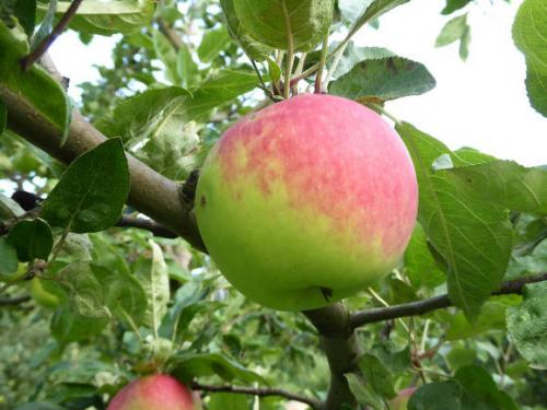 Посадка на холм. Форум » Плодовые культуры » Кто сажал яблони или вишни по методу Чугуева,т.е. на холмик,поделитесь результатами! 04