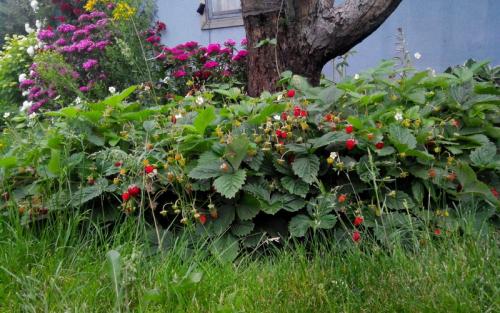 Можно ли чеснок сажать в полутени. Огородные культуры, не боящиеся тени 04