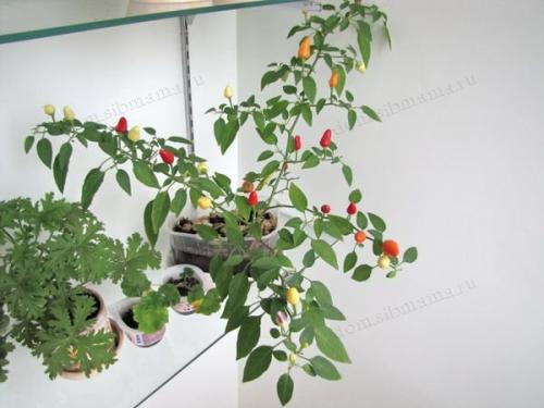 Боится ли морковь мороза. Овощи и осенние заморозки 10