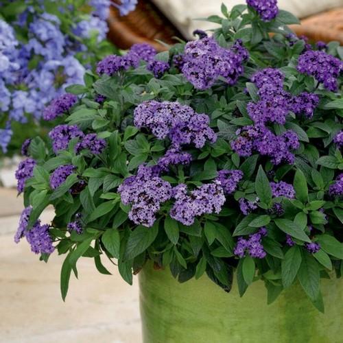 Теплолюбивые растения названия. 7 самых теплолюбивых комнатных растений