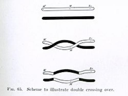 От чего зависит рассыпчатость картофеля. Идеальный картофель для варки 02 От чего зависит рассыпчатость картофеля. Идеальный картофель для варки 02