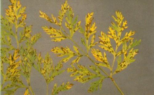 Морковь пошла в цвет, что делать. Морковь и ее болезни и борьба с ними