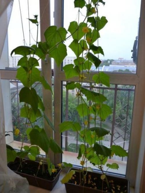 Боится ли морковь мороза. Овощи и осенние заморозки 13