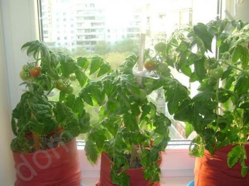 Боится ли морковь мороза. Овощи и осенние заморозки 11