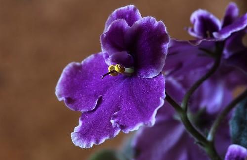 Теплолюбивые растения названия. 7 самых теплолюбивых комнатных растений