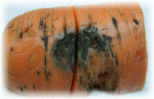 Морковь пошла в цвет, что делать. Морковь и ее болезни и борьба с ними