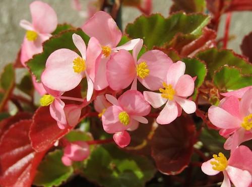 Теплолюбивые растения названия. 7 самых теплолюбивых комнатных растений