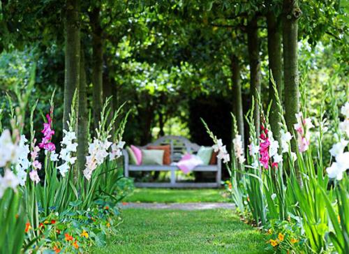 Переопыляются или нет гладиолусы. 04