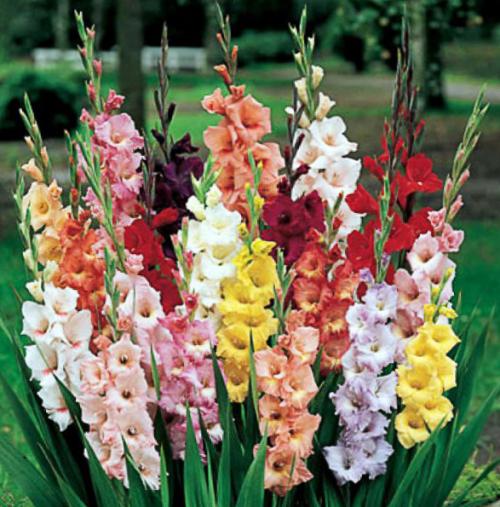 Переопыляются или нет гладиолусы. 02