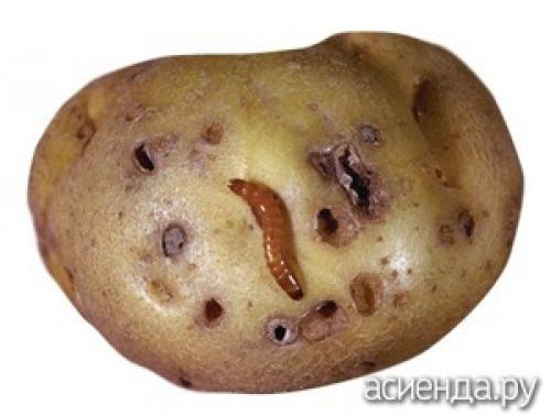 Апельсиновые корки от проволочника. Как победить проволочника