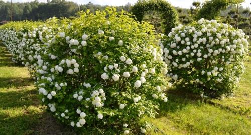 Какие деревья растут в тени. Теневыносливые и тенелюбивые деревья
