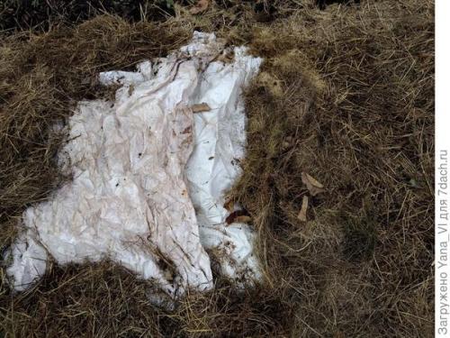 Прикоп саженцев. Прикопка саженцев на зиму. Поэтапно, с фотографиями