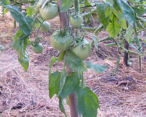 Как выбрать помидор на семена. Как отобрать плоды на семена