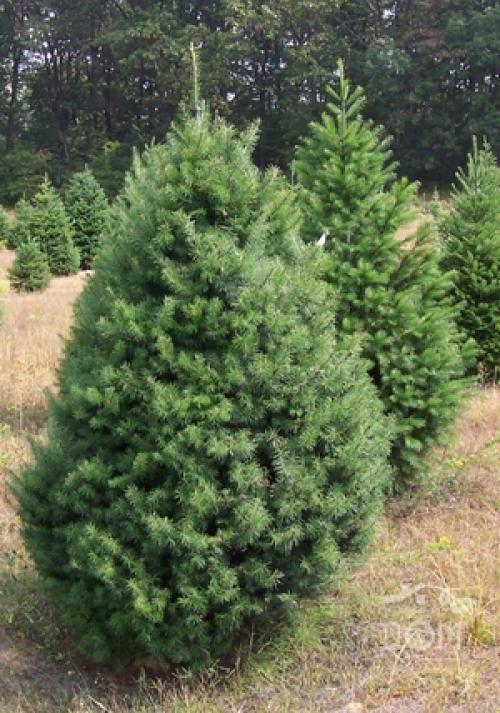 Какие деревья растут в тени. Теневыносливые и тенелюбивые деревья