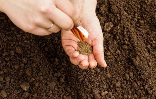 Морковь под зиму сорта и когда сажать. Как и когда сеять морковь под зиму