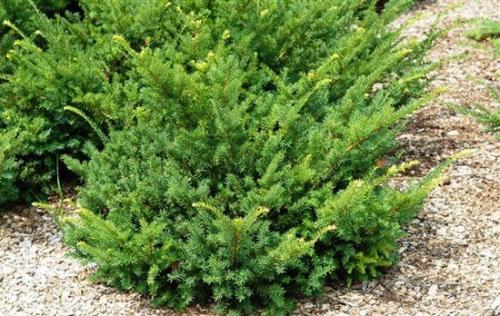 Какие деревья растут в тени. Теневыносливые и тенелюбивые деревья