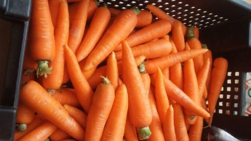 Как вырастить сладкую морковь. Что делать, если морковь не сладкая и не сочная и почему так происходит