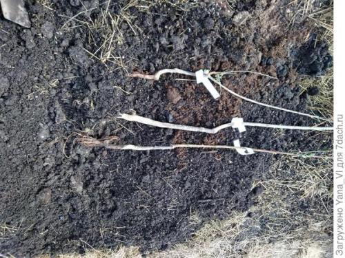 Прикоп саженцев. Прикопка саженцев на зиму. Поэтапно, с фотографиями