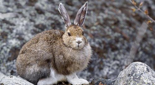 Как уберечь саженцы от грызунов. Чем укрыть деревья 01